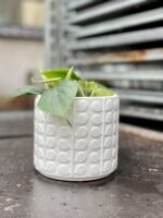 Zdjęcie rosliny doniczkowej Philodendron scandens (Filodendron pnący), ujęcie 3