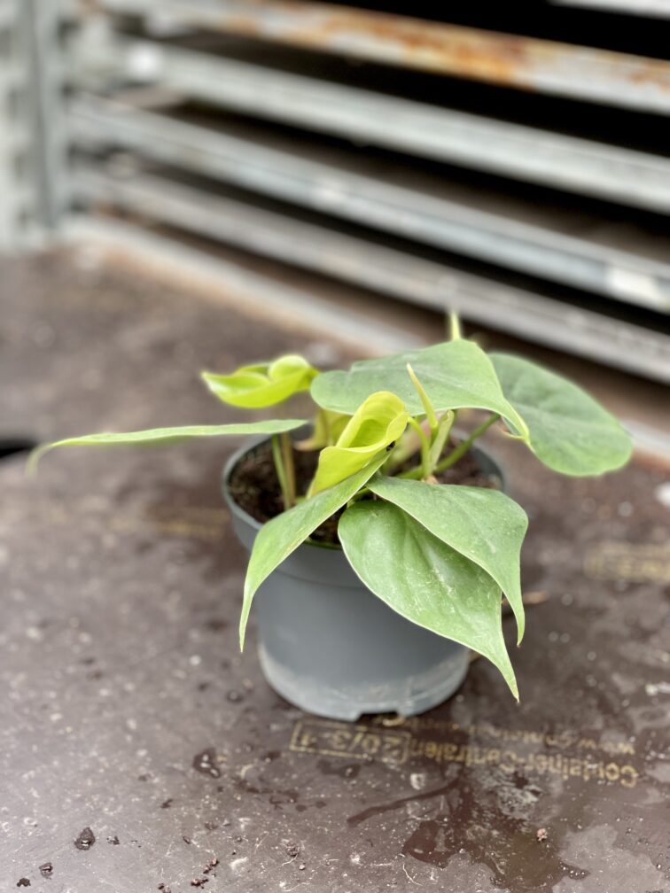 Zdjęcie rosliny doniczkowej Philodendron scandens (Filodendron pnący), ujęcie 5