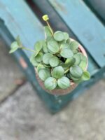 Zdjęcie rosliny doniczkowej Peperomia Hope, ujęcie 2