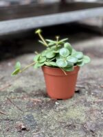 Zdjęcie rosliny doniczkowej Peperomia Hope, ujęcie 3