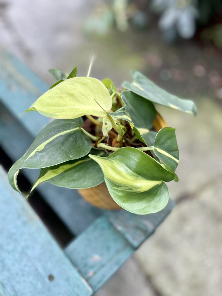 Zdjęcie rosliny doniczkowej Philodendron scandens Brasil, ujęcie 2