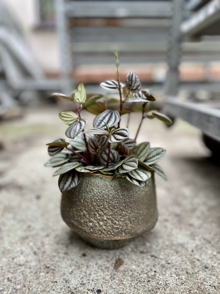 Zdjęcie rosliny doniczkowej Peperomia Piccolo Banda, ujęcie 1