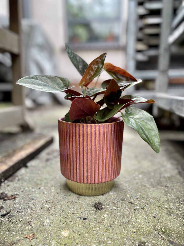 Zdjęcie rosliny doniczkowej Syngonium Erythrophyllum Red Arrow, ujęcie 2