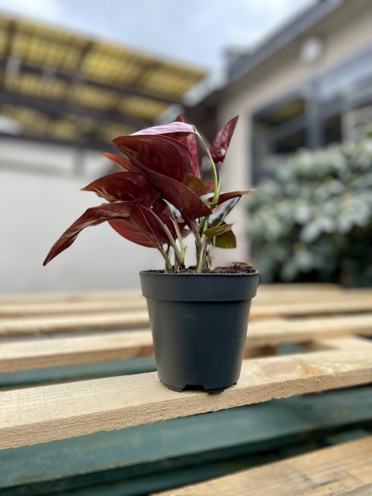 Zdjęcie rosliny doniczkowej Syngonium Erythrophyllum Red Arrow, ujęcie 3