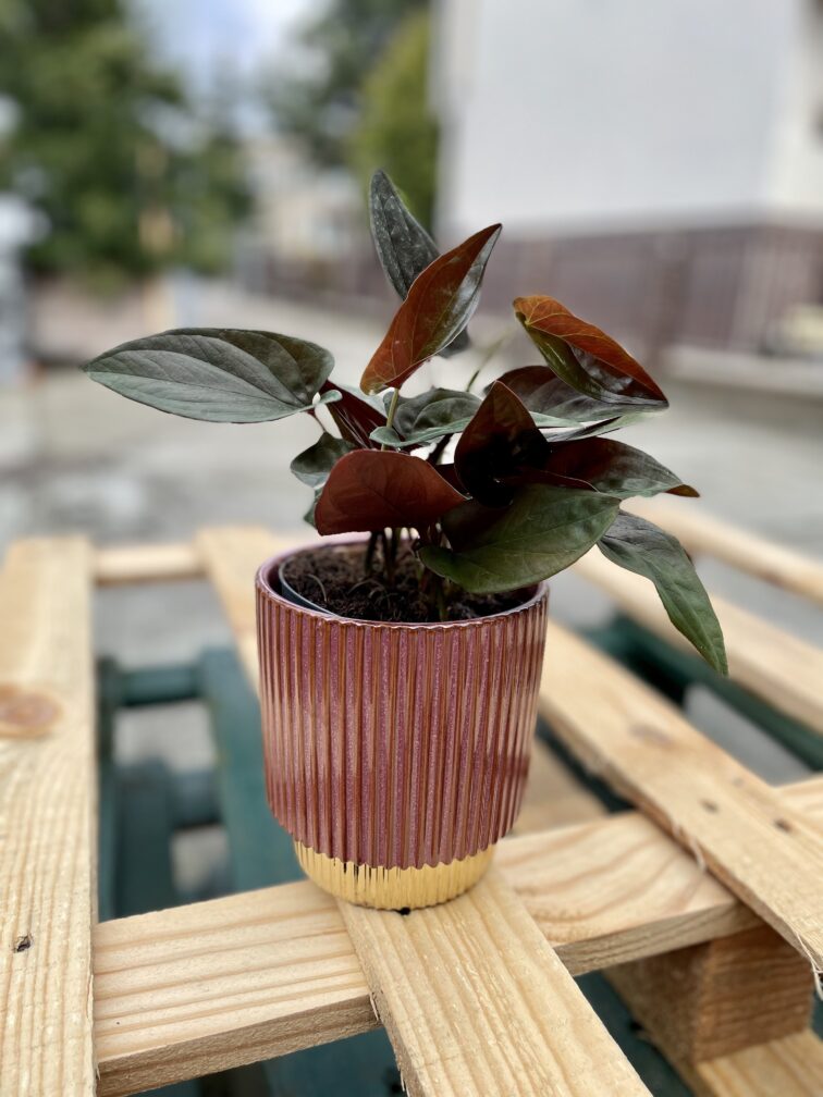 Zdjęcie rosliny doniczkowej Syngonium Erythrophyllum Red Arrow, ujęcie 5