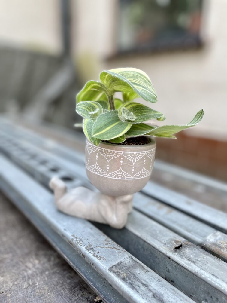 Zdjęcie doniczki lub oslonki: Osłonka Lazy boy 6 × 6 cm, ujęcie 3
