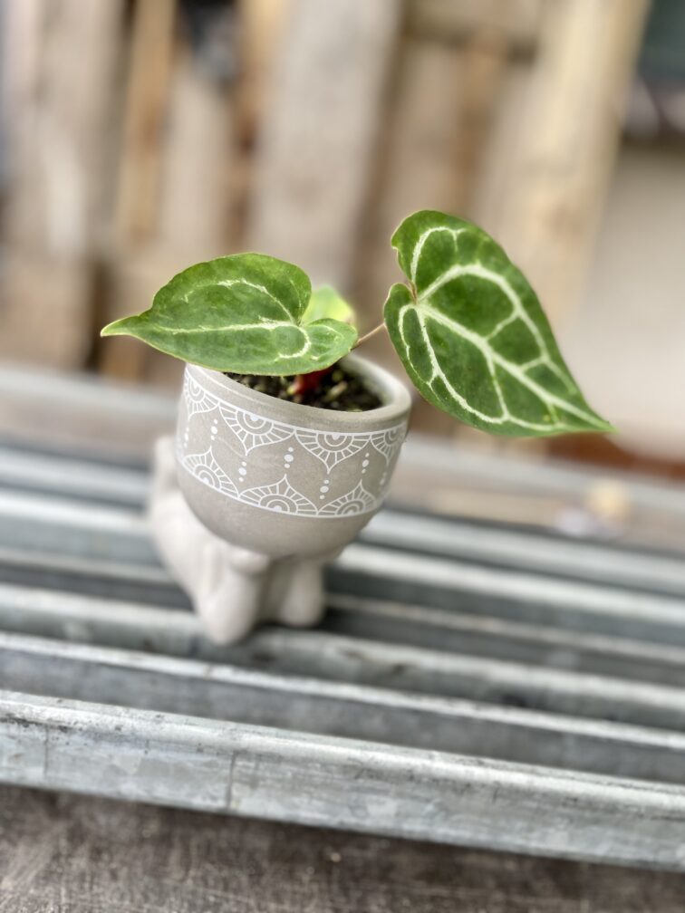 Zdjęcie rosliny doniczkowej Anthurium crystallinum, ujęcie 1