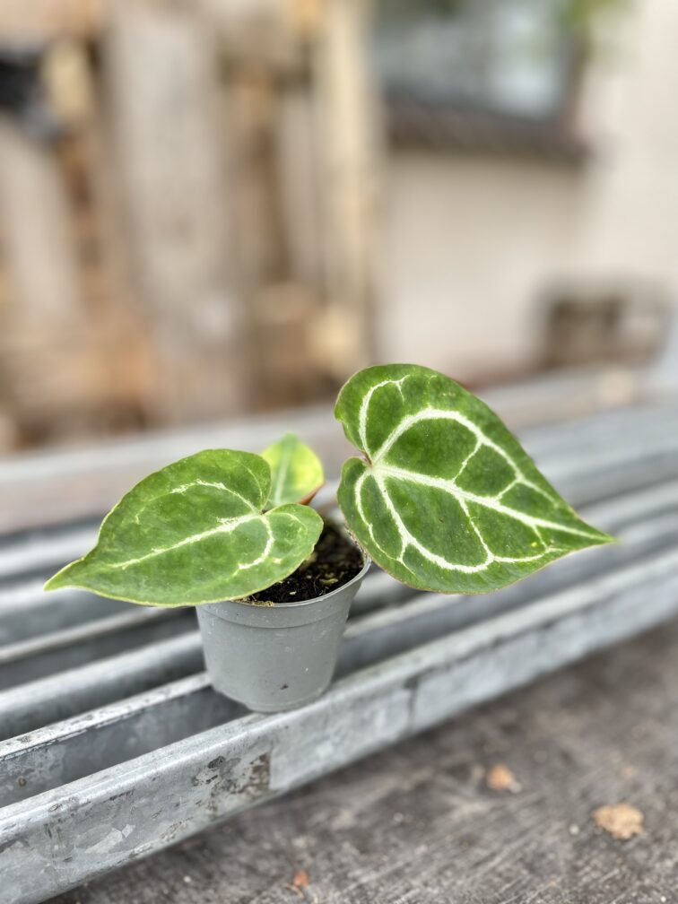 Zdjęcie rosliny doniczkowej Anthurium crystallinum, ujęcie 2