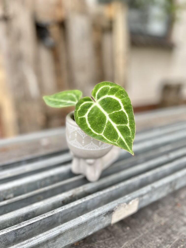 Zdjęcie rosliny doniczkowej Anthurium crystallinum, ujęcie 3