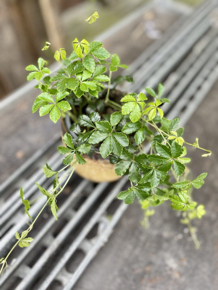 Zdjęcie rosliny doniczkowej Parthenocissus Inserta Verona Vein, ujęcie 2