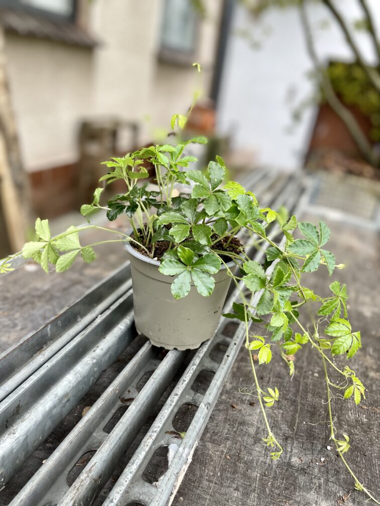 Zdjęcie rosliny doniczkowej Parthenocissus Inserta Verona Vein, ujęcie 3