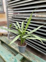 Zdjęcie rosliny doniczkowej Aglaonema Cutlass, ujęcie 3
