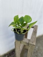 Zdjęcie rosliny doniczkowej Epipremnum aureum (Epipremnum złociste), ujęcie 2