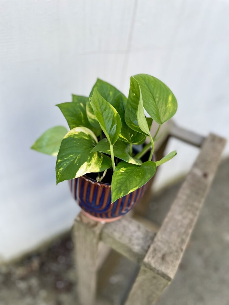 Zdjęcie rosliny doniczkowej Epipremnum aureum (Epipremnum złociste), ujęcie 3