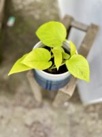 Zdjęcie rosliny doniczkowej Epipremnum Golden Pothos (Epipremnum Neon), ujęcie 1