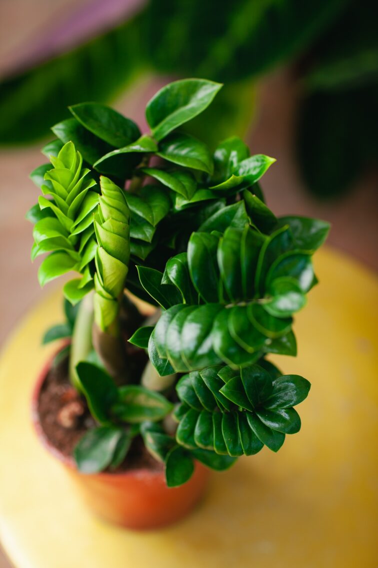 zamioculcas-zenzi_14x30-1_1721397539.jpg Zdjęcie rosliny doniczkowej Zamioculcas zamiifolia Zenzi, ujęcie 1