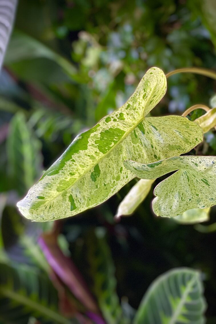 Zdjęcie rosliny doniczkowej Philodendron Paraiso Verde, ujęcie 3