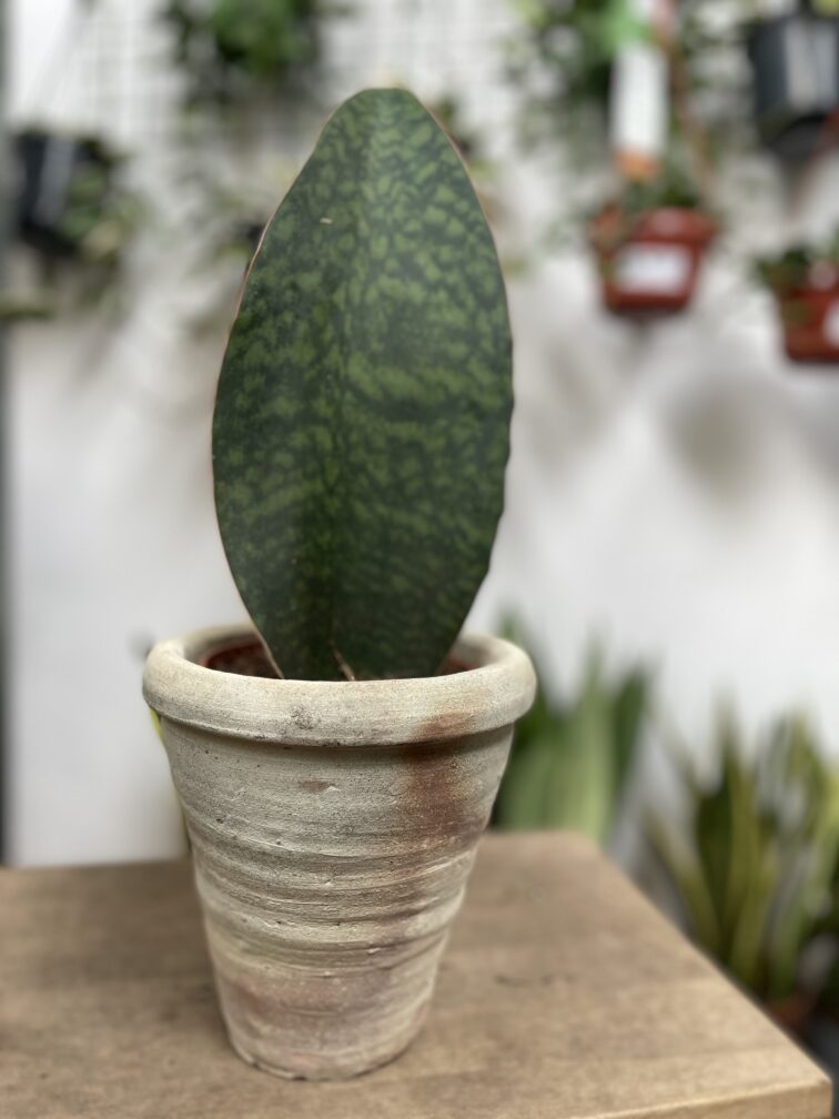 sansevieria-masoniana_12x30-1_1740746653.jpg Zdjęcie rosliny doniczkowej Sansevieria Masoniana, ujęcie 1