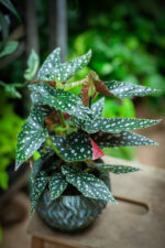 Zdjęcie rosliny doniczkowej Begonia Maculata, ujęcie 2